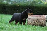 ROTTWEILER 375